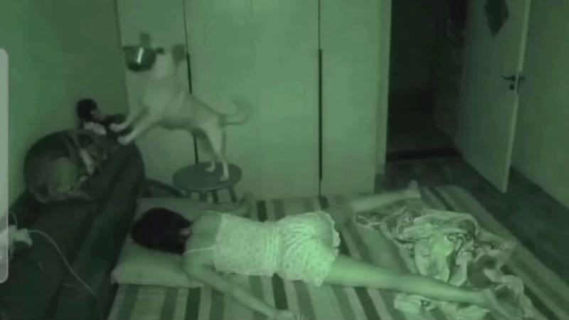 Chó cưng ném thẳng bát vào cô chủ đang ngủ vì đói