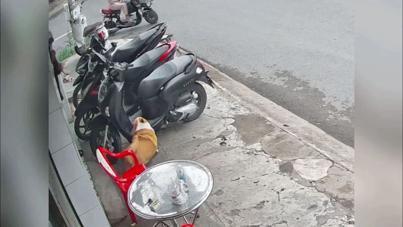 Cún cưng gây 'tai nạn liên hoàn' khi nhảy lên xe máy