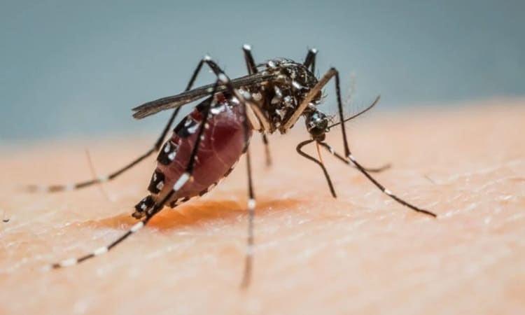 Планируется выпустить 600 000 самцов комаров для уничтожения комаров, передающих болезни