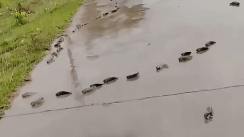 Gần trăm con cá rô 'đi bộ' trên đường sau mưa
