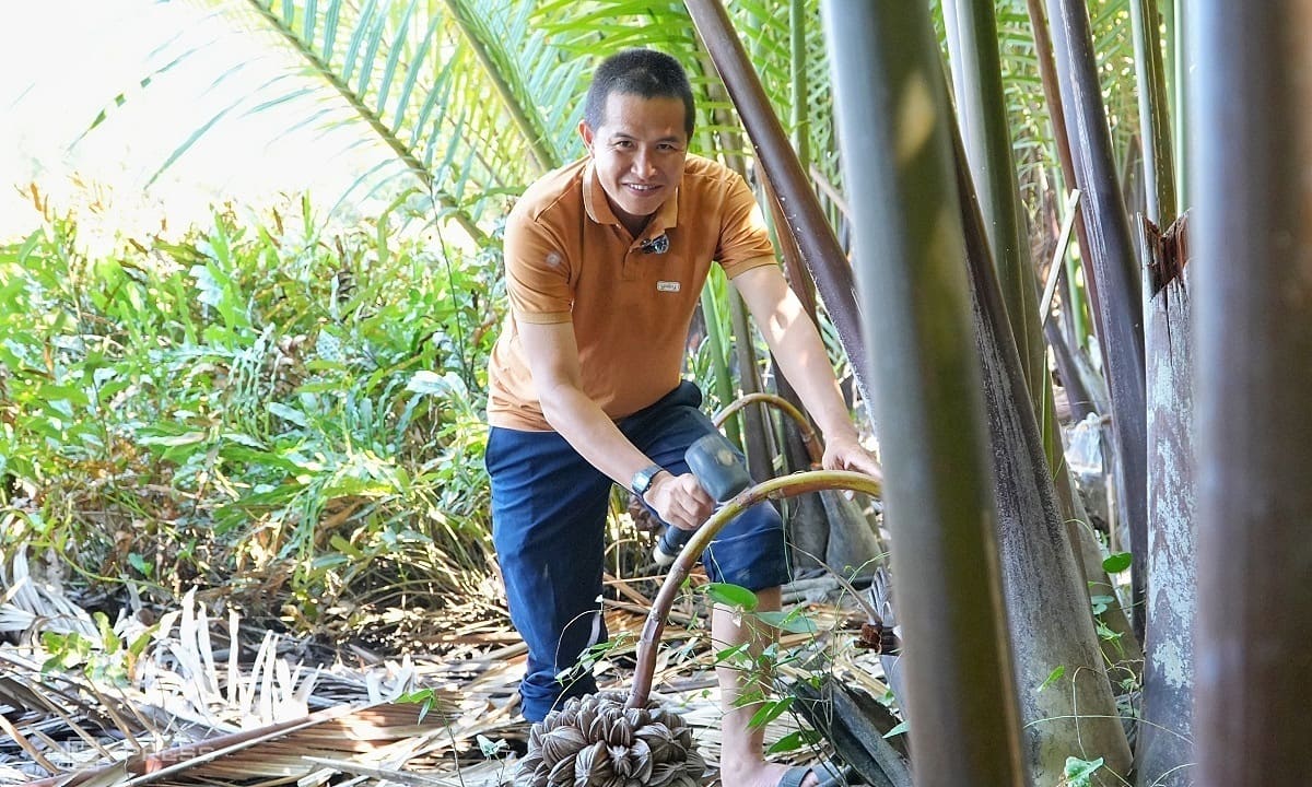 'Massage' dừa nước lấy mật bên bờ biển Mỹ Khê
