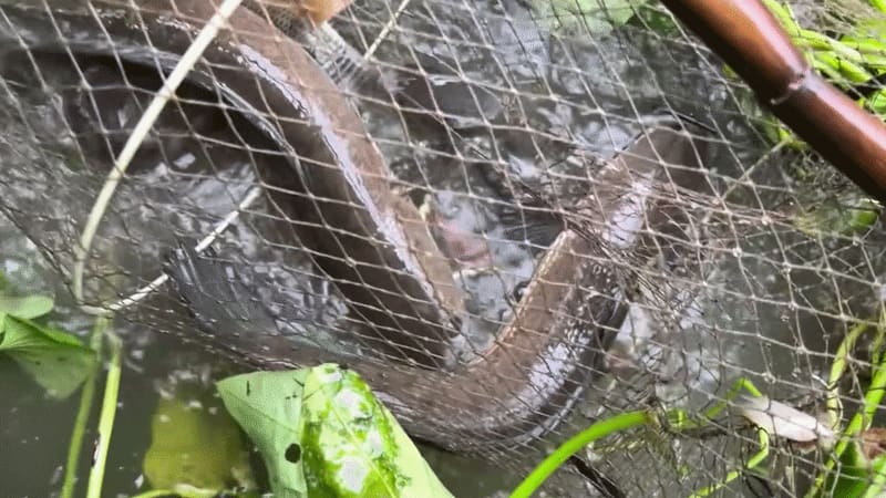 Trúng mánh cặp cá lóc khủng dưới ao rau muống
