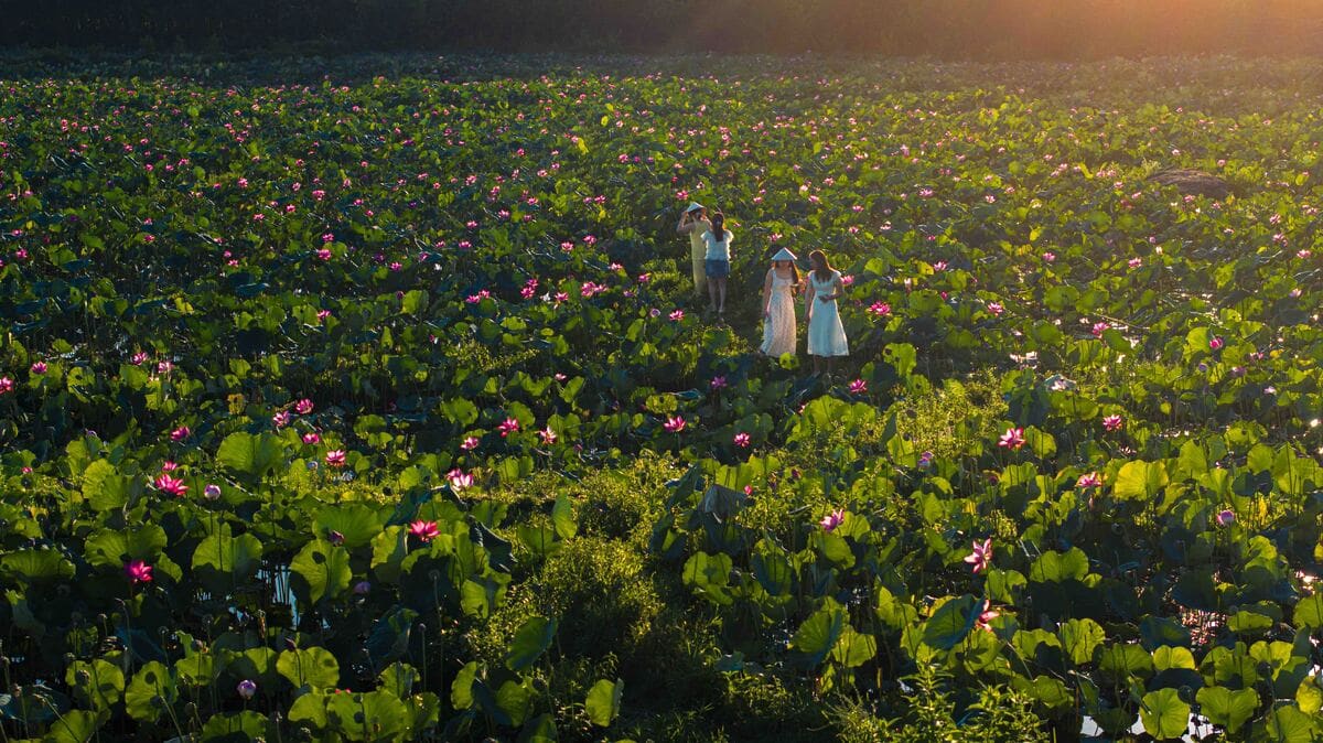 Sen nở rộ ngoại ô Đà Nẵng