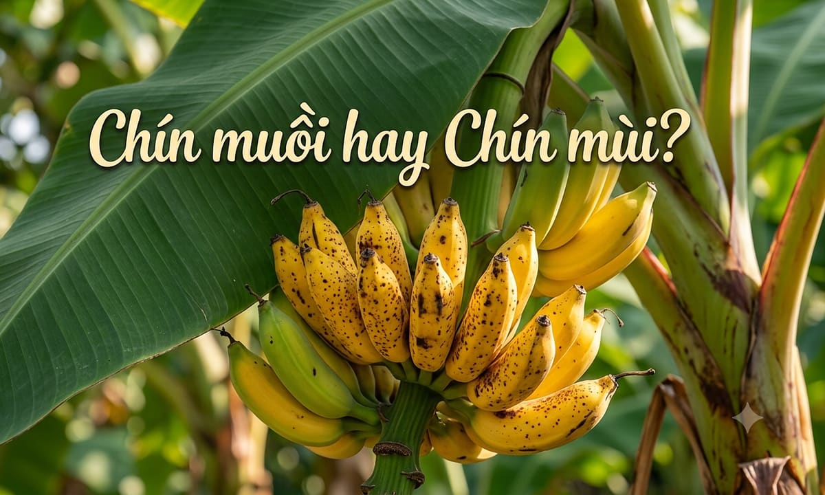 Chín muồi hay chín mùi – từ nào mới đúng chính tả?