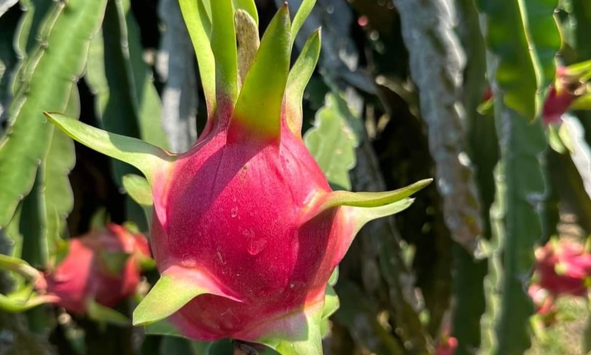 Chuyên gia nêu lợi ích bất ngờ khi ăn thanh long thường xuyên