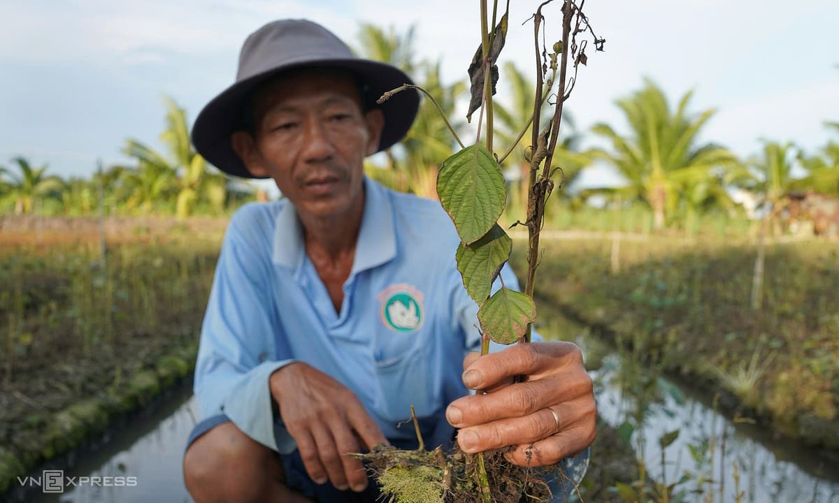 Hơn 300 ha rau màu chết héo bất thường