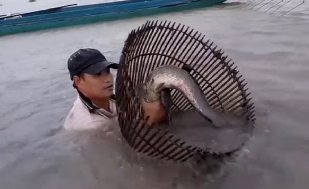 Đẩy côn săn cá lóc khủng mùa nước nổi ở miền Tây