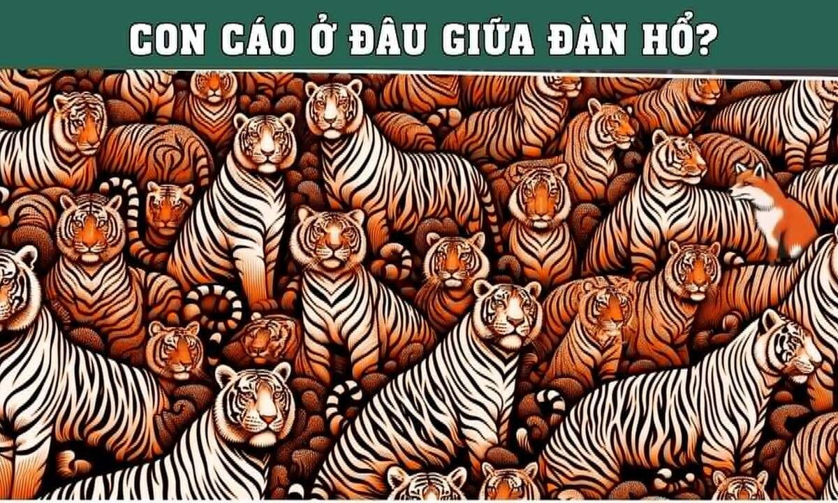 Con cáo ở đâu giữa đàn hổ?