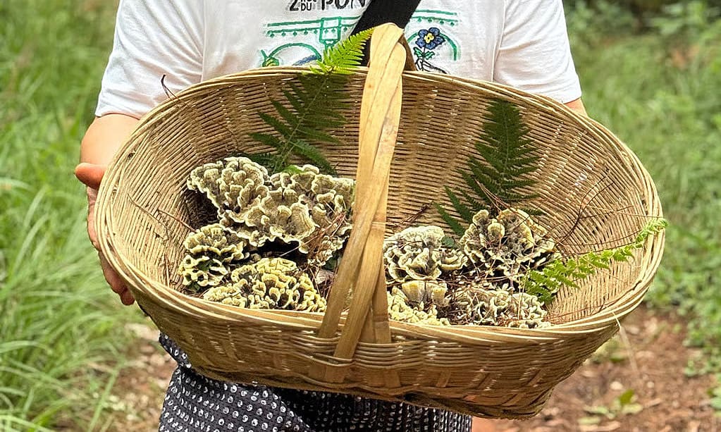 Săn nấm rừng giá hơn 1.000 USD một kg ở Trung Quốc