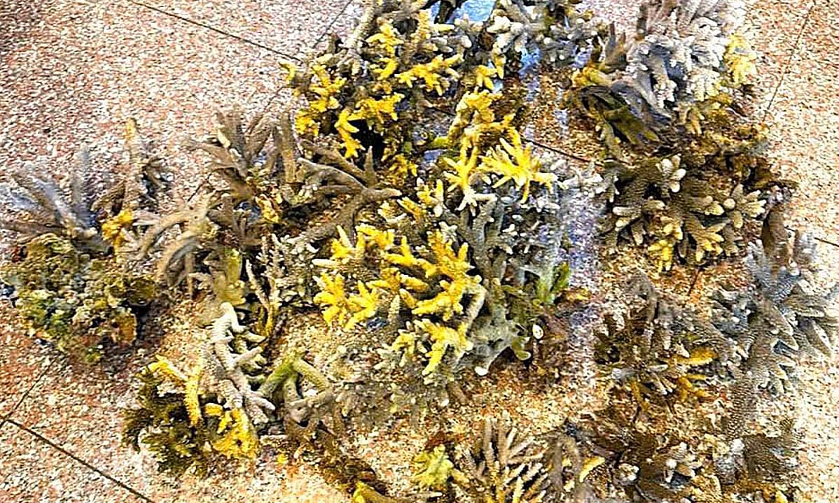 Hai du khách bẻ hơn 10 kg san hô ở biển Nha Trang