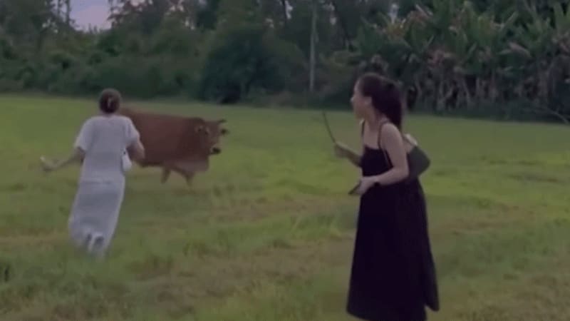 Hai cô gái chạy thục mạng khi bị bò truy đuổi