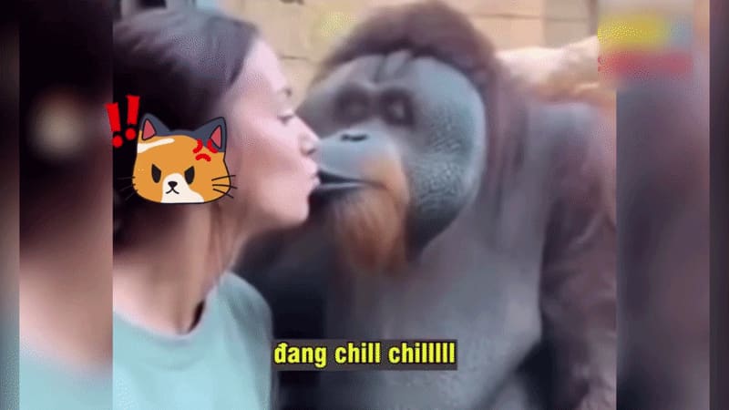 Đười ươi nhận cú tát như trời giáng vì 'khóa môi' nữ du khách