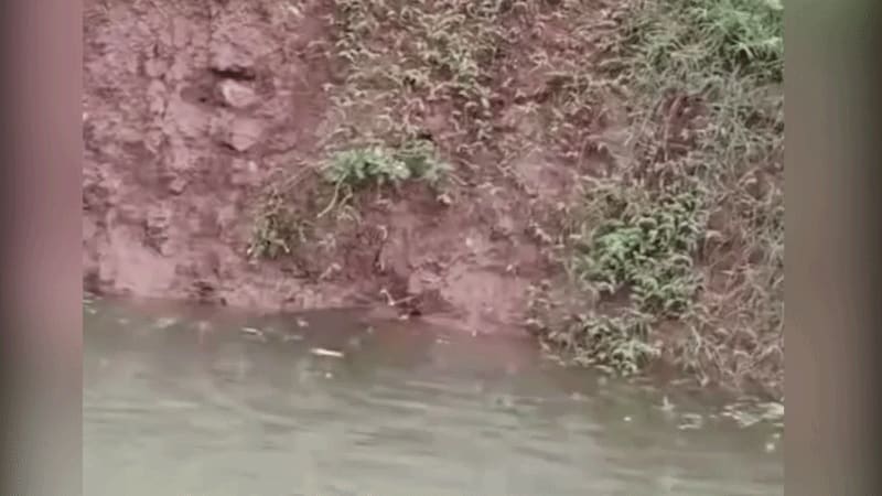 Đàn cá lóc đua nhau nhảy lên bờ trong cơn mưa