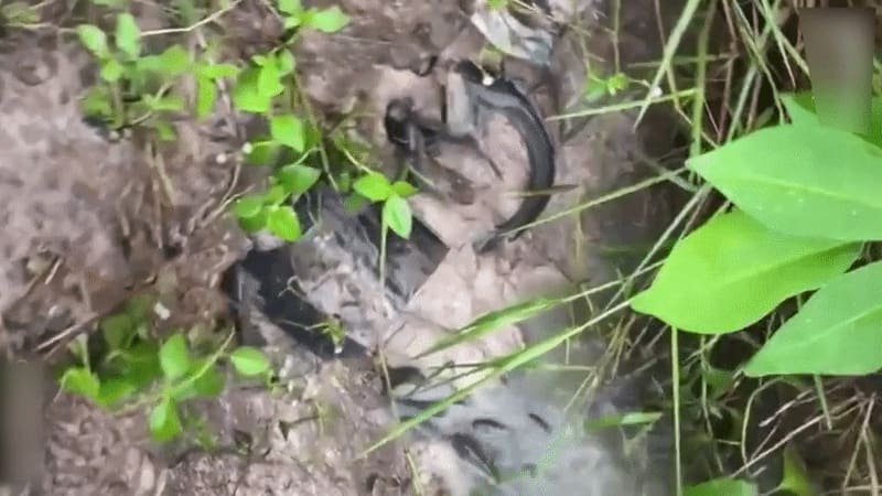 Сом и окунь спускаются на берег