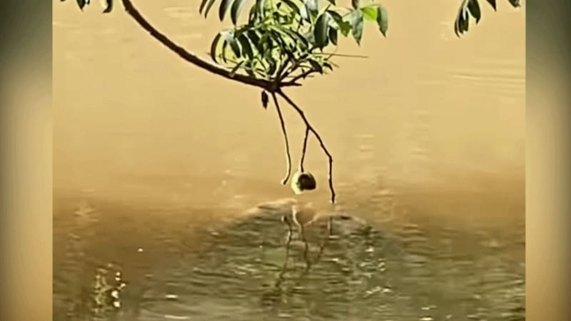 Cá tai tượng 'trèo lên cây' ăn cóc