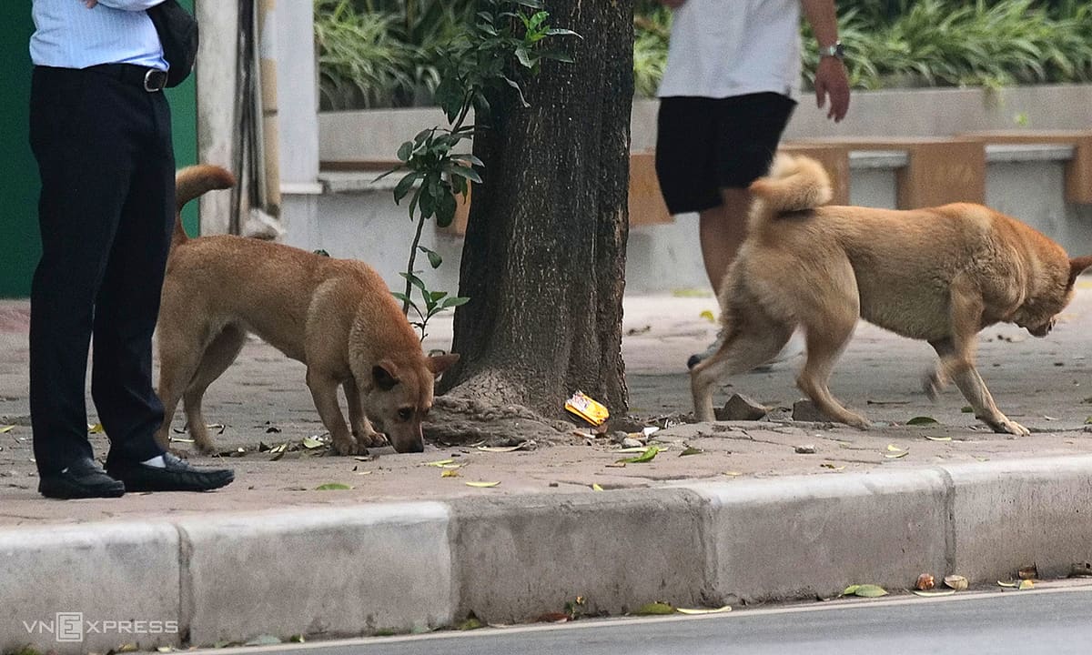 Trẻ tự ý trèo tường vào nhà bị chó cắn, tôi có phải bồi thường?