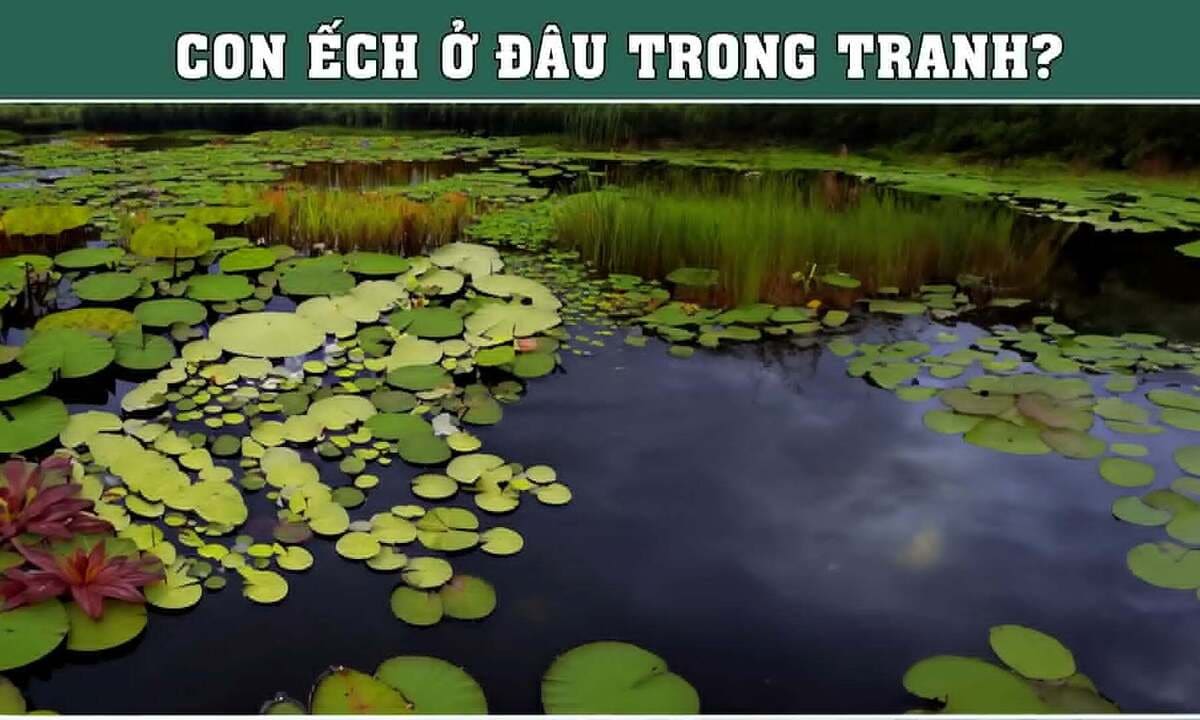 Con ếch 'cao thủ ngụy trang' đang ẩn mình ở đâu?