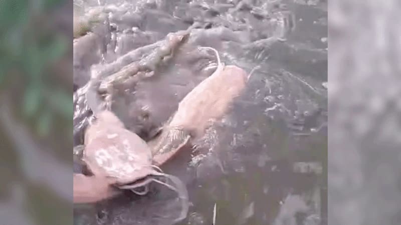 Cặp cá trê khủng quậy đục nước khi 'đấu vật'