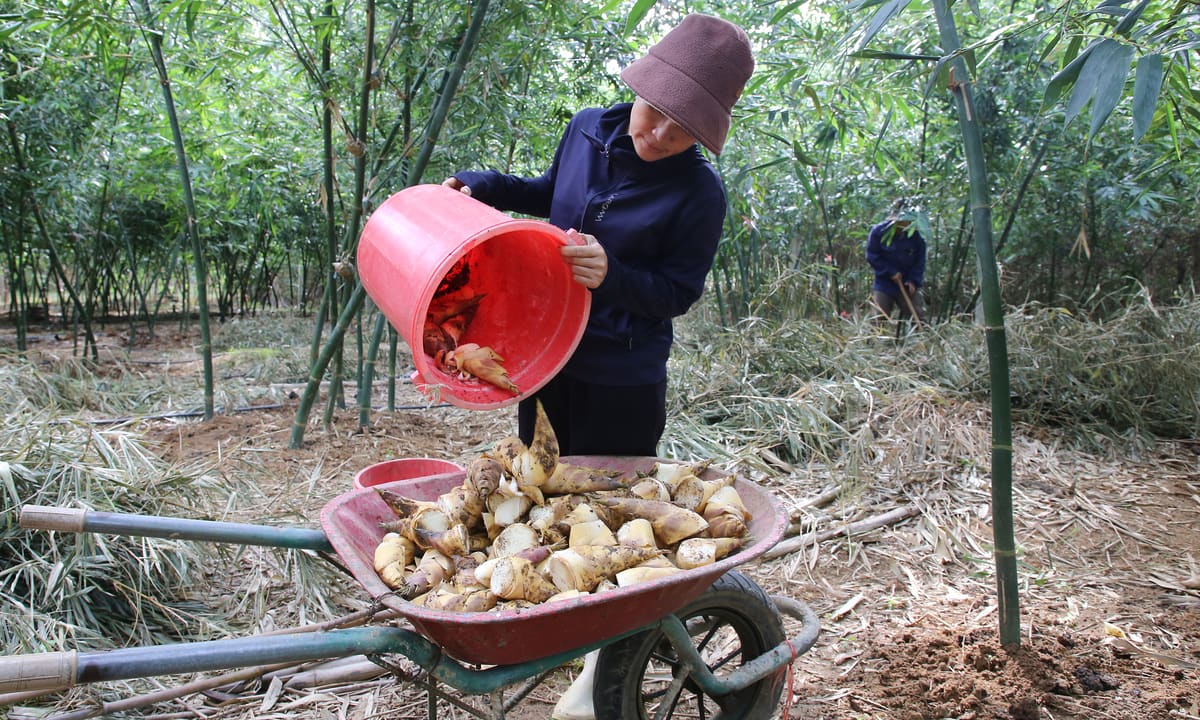 Trồng tre lục trúc, thu nửa tỷ đồng mỗi ha