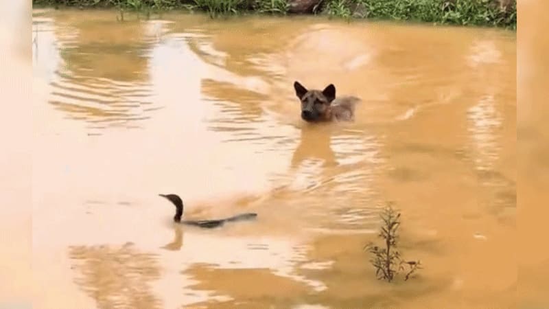 Chó nhà bị 'quay như chong chóng' khi đuổi bắt chim dưới ao