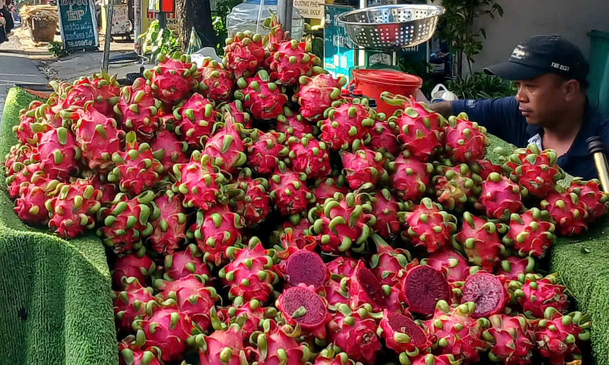 Giá thanh long tăng gấp đôi sau giai đoạn 'chạm đáy'