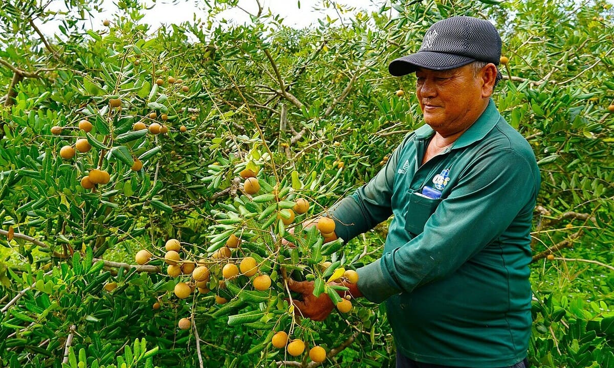 Nhãn xuồng Vĩnh Châu giá chỉ hơn 10.000 đồng một kg