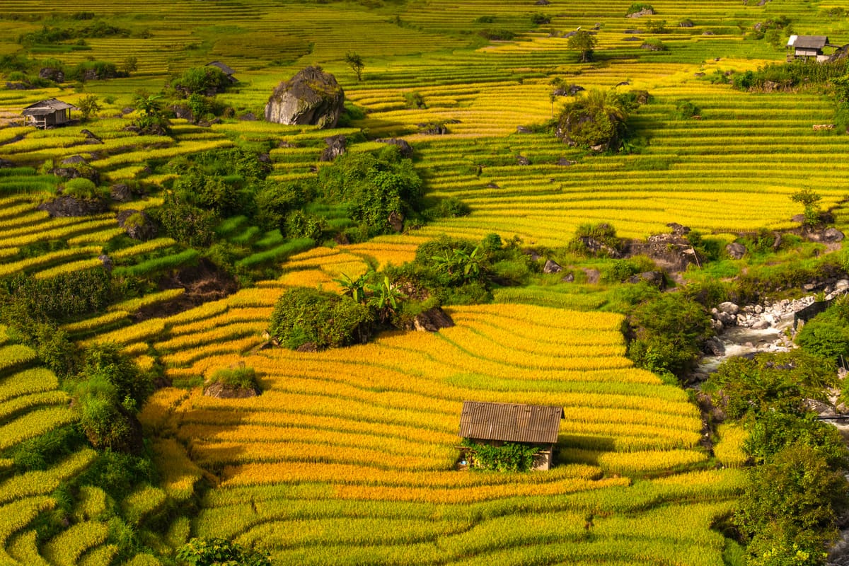 Nậm Cang vào mùa lúa chín