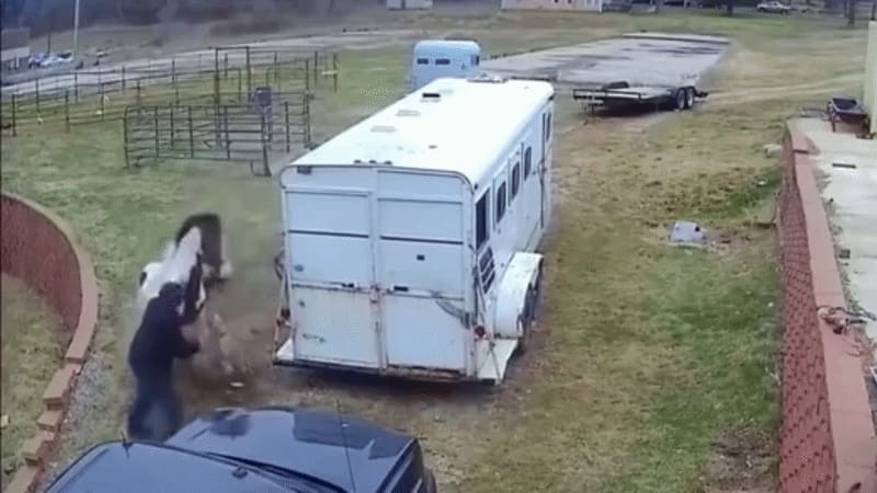 Chó pit bull nhận cú đá 'trời giáng' vì tấn công ngựa