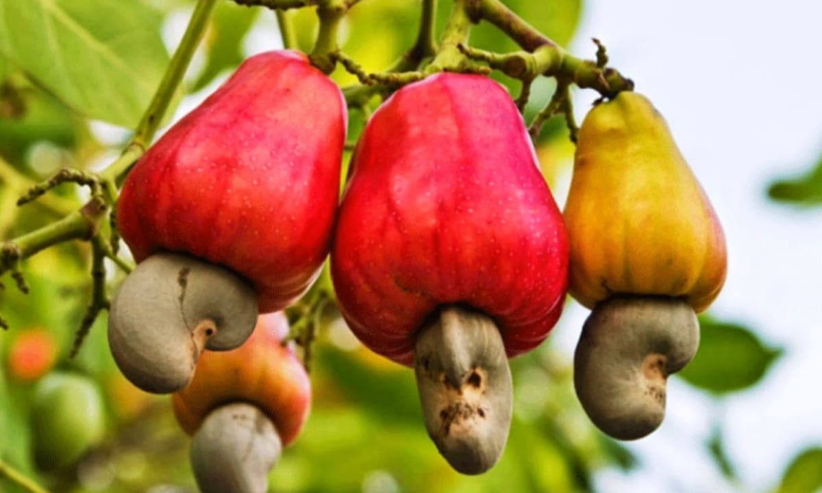 Nhập khẩu điều thô vượt 3 tỷ USD