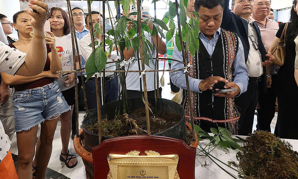 Củ sâm Ngọc Linh 9 lạng giá 725 triệu đồng