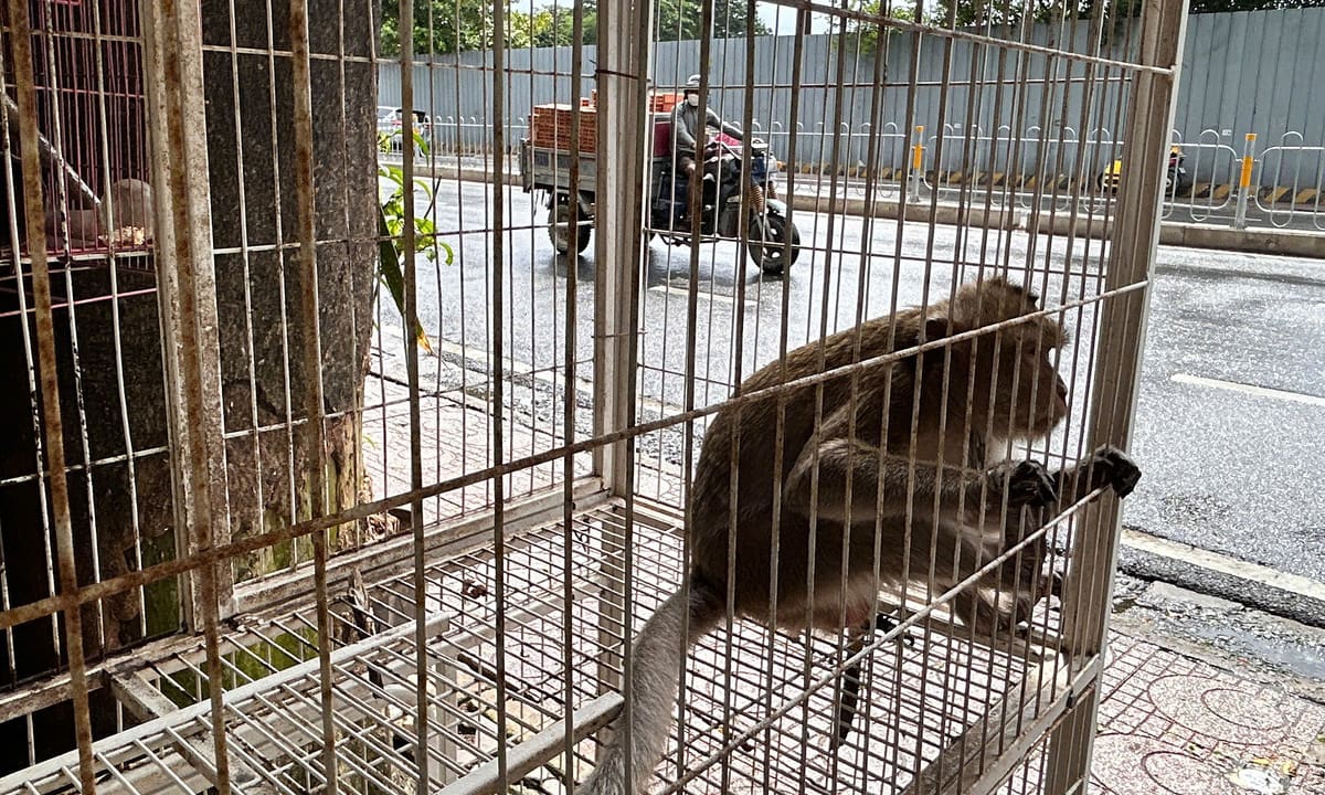 Cà phê 'vườn thú' ở TP HCM gây tranh cãi vì nuôi nhốt động vật