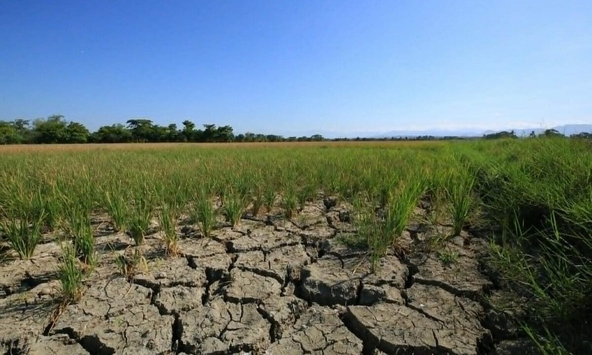 Philippines tiếp tục nhập khẩu gạo vì lo ngại El Niño