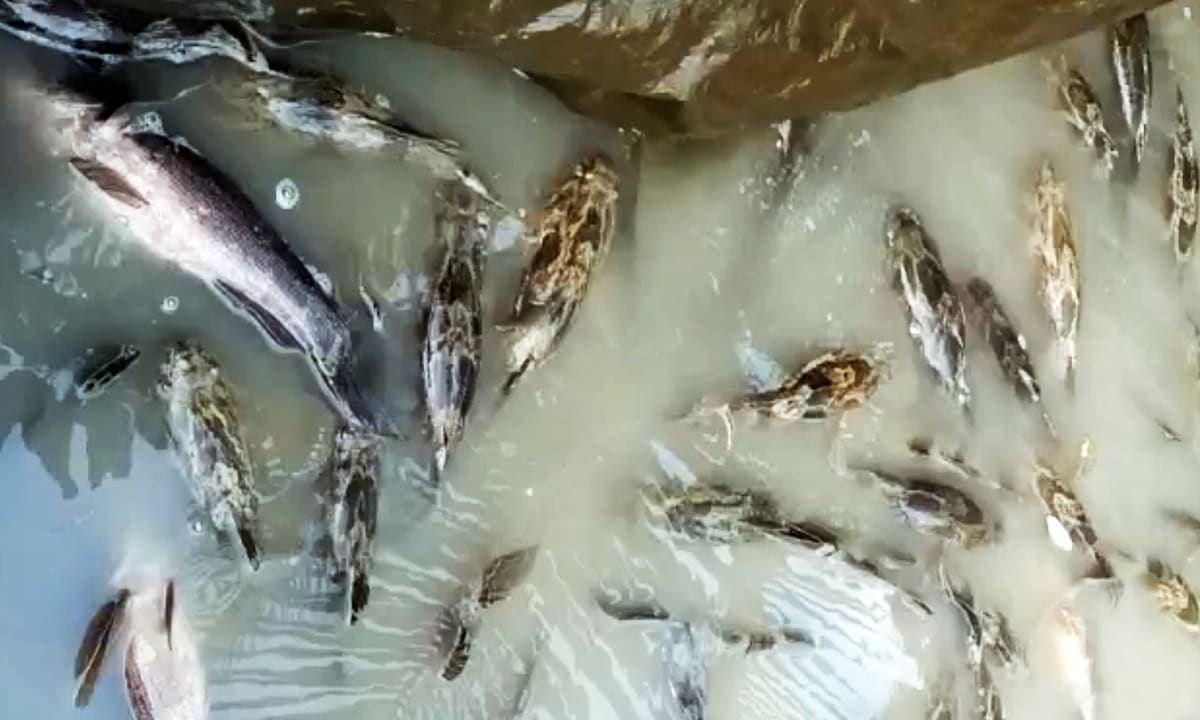 Hơn 2 tỷ đồng hỗ trợ người dân vụ cá chết gần sân bay Cà Mau