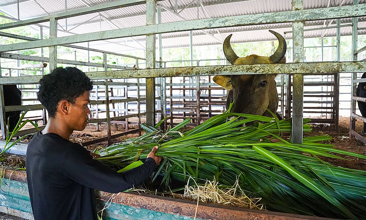 Những 'bảo mẫu' của đàn bò tót lai trên Núi Chúa