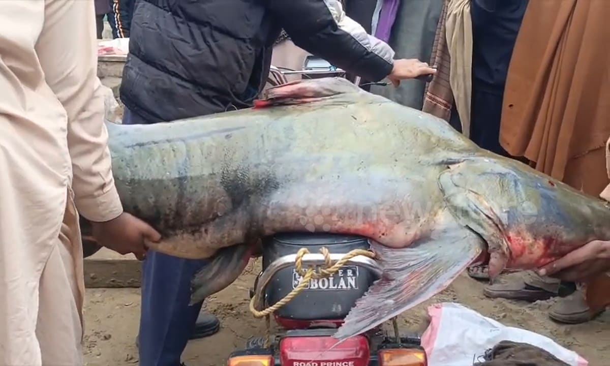 Sau lũ, thanh niên bắt được con cá khổng lồ nặng 102 kg