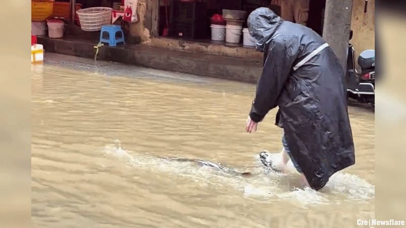 Đuổi bắt cá lớn bơi giữa khu chợ ngập nước